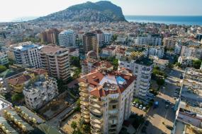 Image of Primula No 28