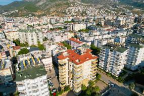 Image of Primula No 28