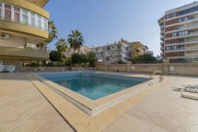 Image of Primula No 28